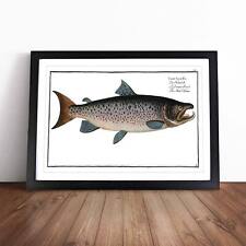 Male Salmon Fish Framed Canvas