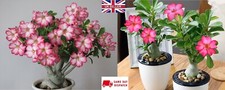 Desert Rose seeds (Adenium Obesum) | 5+ seeds | House Plant | Same Day Dispatch