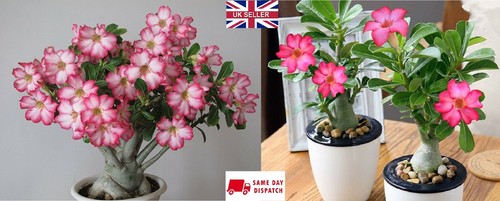 Desert rose seeds - rose,