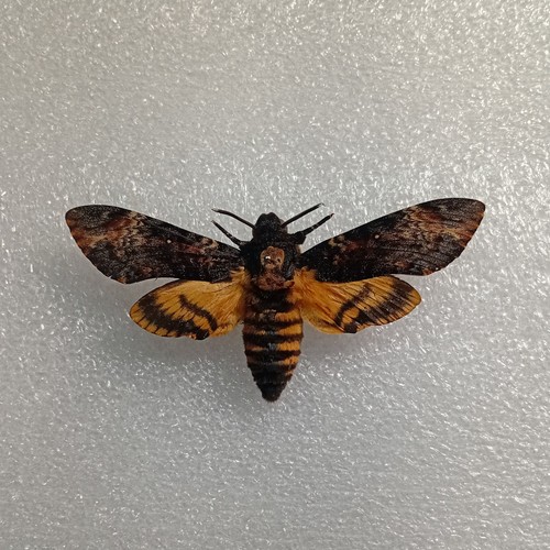 Acherontia atropos death s - acherontia, atropos,