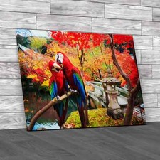 Blue Gold Macaw Original