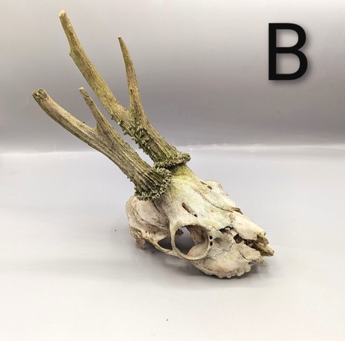 Roe deer skull - roe, voodoo
