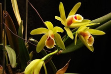 Cattleya luteola orchid plant, not in bloom