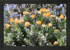 Botanical Cactus Garden Framed