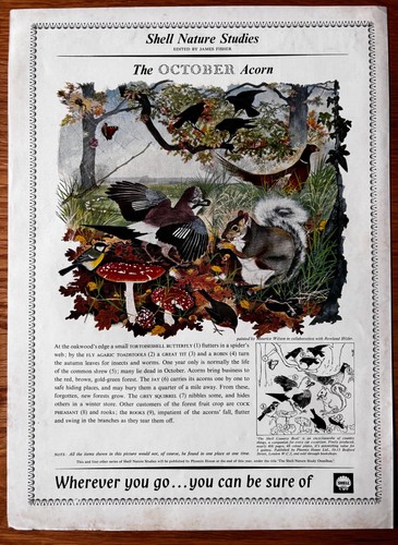 1960 shell nature in - nature,