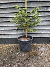 Monkey Puzzle Tree 15 Yrs 30L
