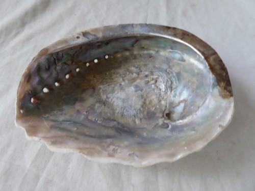 Large natural abalone seashell - large,