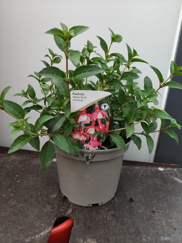 Snowcap hardy fuchsia - snowcap,