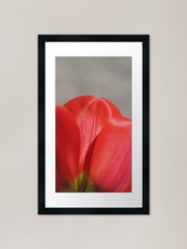 close up of red tulip flower