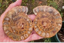 Madagascar Large Ammonite