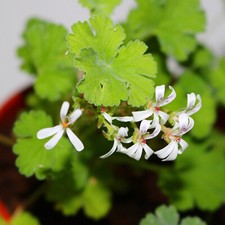 Scented Pelargonium Geranium Mosquito Away Insect Repeling House Plant 0.3L Pot