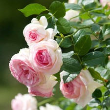 Rose 'Eden' Plant in 4 Litre