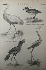 Antique Print Birds c1870s