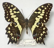 Papilio grossmithi male -