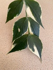 Hoya Polyneura | Outer