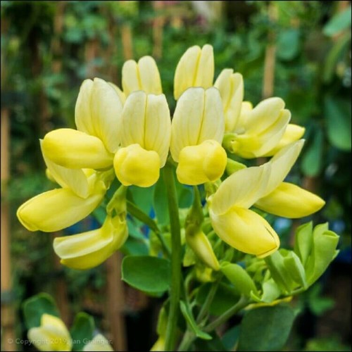 Coronilla glauca citrina - glauca,
