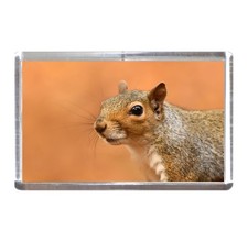 Fridge Magnet: Grey Squirrel