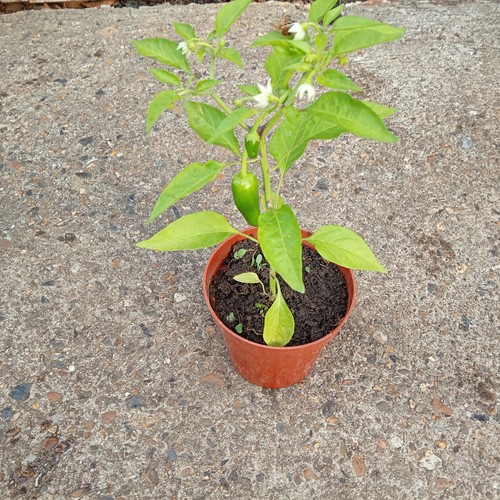 Natural home grown chilli - 1,