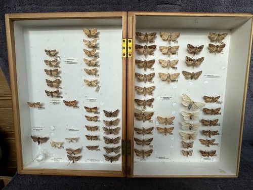 Store box british moths - of,