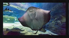 Stingray Sea Creature Ocean