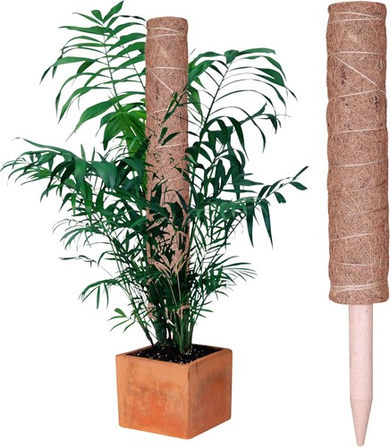 Moss poles climbing plant - moss,
