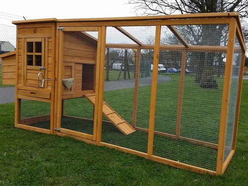 Large cocoon chicken hen - large,