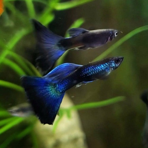 Pair blue peacock moscow - blue,