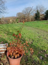European Beech Tree 60cm