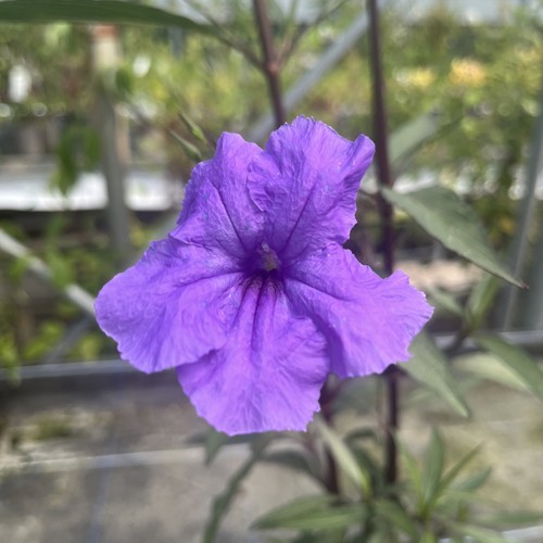 Ruellia simplex mexican - -,