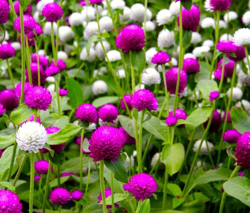 150x gomphrena globosa - 150x, annual
