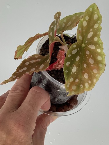 Cute little begonia maculata - cute,