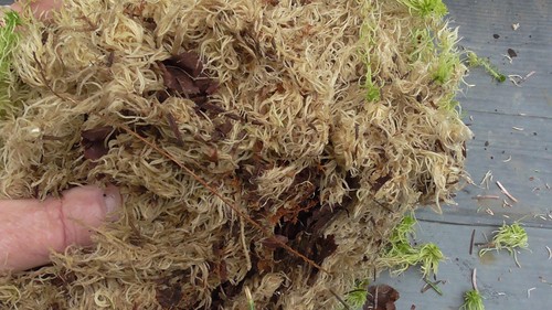 Fresh live sphagnum moss top - live,