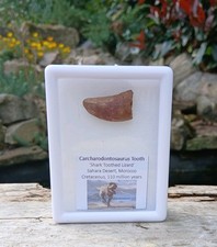 T-Rex type tooth - Carcharodontosaurus Dinosaur Tooth Fossil 100% Genuine (25mm)