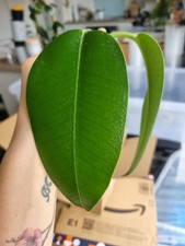 Hoya Imperialis pink 🌸