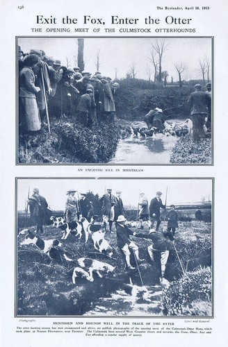 Culmstock otter hounds - otter, at