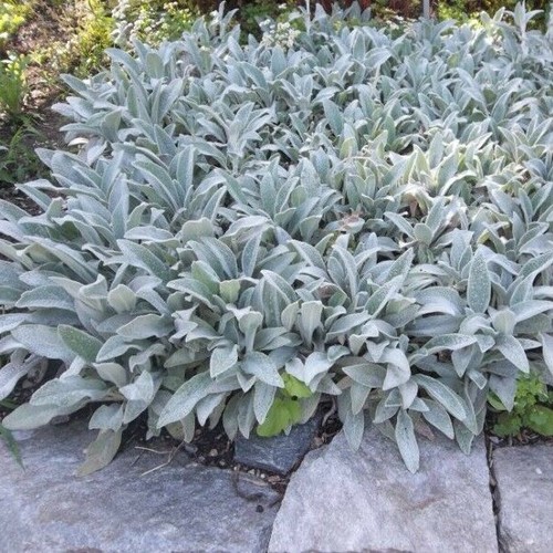 Stachys byzanita lambs - lambs, ears