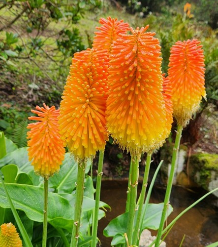 Red hot poker - red,