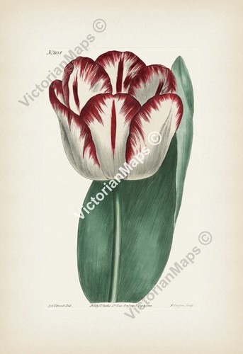 Antique botanical print - , garden