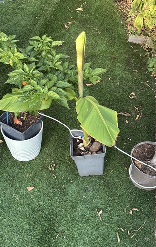 Banana plant green - banana,