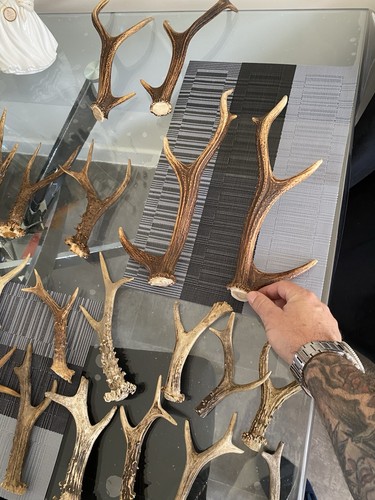 Assorted deer antler for - antler,