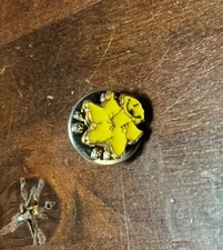 SMALL VINTAGE YELLOW DAFFODIL PIN BADGE COLLECTABLE PIN 