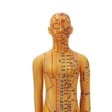 —Acupuncture Female Model
