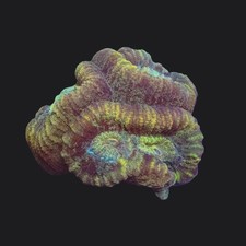 Peach Gold And Pink  Favia