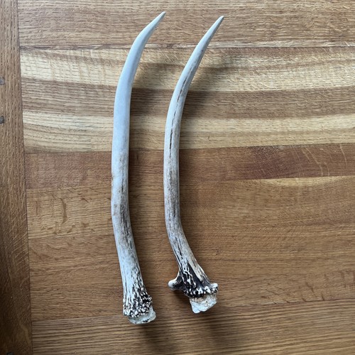 Red deer prickett antlers - red,