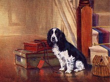 COCKER SPANIEL CHARMING DOG GREETINGS NOTE CARD BEAUTIFUL DOG SITS WITH LUGGAGE
