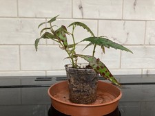 begonia amphioxus - eye-catching foliage plant