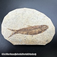 Knightia alta fish fossil -