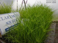 Cyperus vegetus umbrella - cyperus,