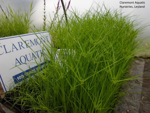 Cyperus vegetus umbrella - cyperus, (umbrella