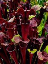 Sarracenia Flava Red x Alata Black (carnivorous pitcher plant) Large Plants